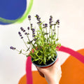 English Lavender - Lavandula angustifolia 'Blue Scent' - Sprouts of Bristol