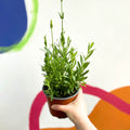 English Lavender - Lavandula angustifolia 'Blue Spear' - British Grown - Sprouts of Bristol