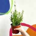 English Lavender - Lavandula angustifolia 'Blue Spear' - British Grown - Sprouts of Bristol