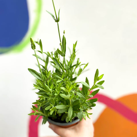 English Lavender - Lavandula angustifolia 'Blue Spear' - British Grown - Sprouts of Bristol