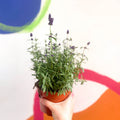 English Lavender - Lavandula angustifolia 'Hidcote' - Sprouts of Bristol