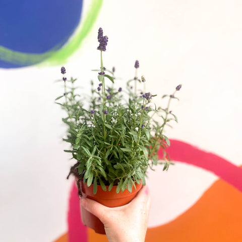 English Lavender - Lavandula angustifolia 'Hidcote' - Sprouts of Bristol