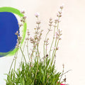 English Lavender - Lavandula angustifolia 'Rosea' - Cotswold Grown Perennial - Sprouts of Bristol