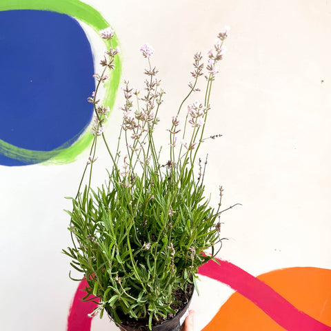 English Lavender - Lavandula angustifolia 'Rosea' - Cotswold Grown Perennial - Sprouts of Bristol