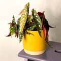 Eno Pot Mustard - 13cm - Sprouts of Bristol