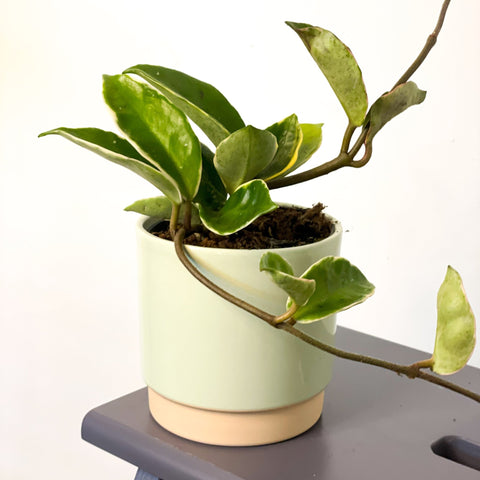 Eno Pot Soft Mint - 10cm - Sprouts of Bristol