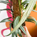 Epipremnum amplissimum 'Silver Stripe' - Sprouts of Bristol