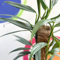 Epipremnum amplissimum 'Silver Stripe' - Sprouts of Bristol