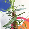 Epipremnum amplissimum 'Silver Stripe' - Sprouts of Bristol