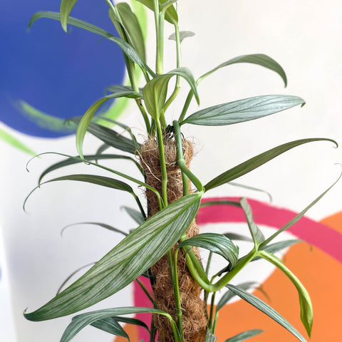 Epipremnum amplissimum 'Silver Stripe' - Sprouts of Bristol
