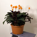 Eternal Flame Plant - Calathea crocata - Sprouts of Bristol