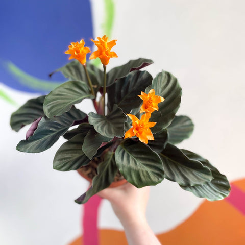 Eternal Flame Plant - Calathea crocata - Sprouts of Bristol