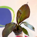 Ethiopian Banana Plant - Ensete ventricosum 'Maurelii' - Sprouts of Bristol