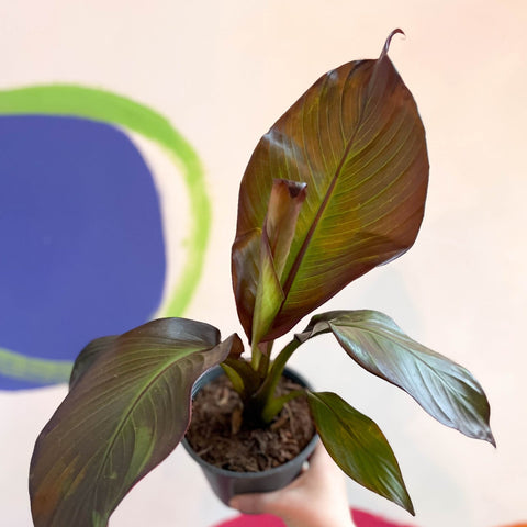 Ethiopian Banana Plant - Ensete ventricosum 'Maurelii' - Sprouts of Bristol