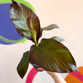 Ethiopian Banana Plant - Ensete ventricosum 'Maurelii' - Sprouts of Bristol