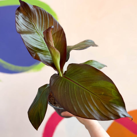Ethiopian Banana Plant - Ensete ventricosum 'Maurelii' - Sprouts of Bristol