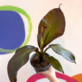 Ethiopian Banana Plant - Ensete ventricosum 'Maurelii' - Sprouts of Bristol