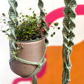 Eucalyptus Green Macrame Plant Hanger - Sprouts of Bristol
