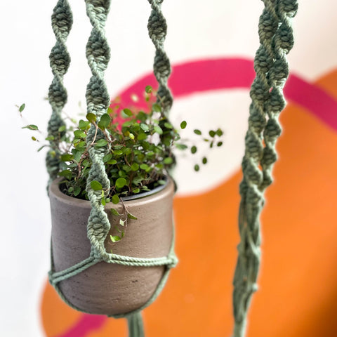 Eucalyptus Green Macrame Plant Hanger - Sprouts of Bristol