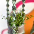 Eucalyptus Green Macrame Plant Hanger - Sprouts of Bristol