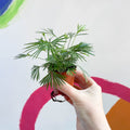 Eyelash Fern - Actiniopteris australis - Sprouts of Bristol