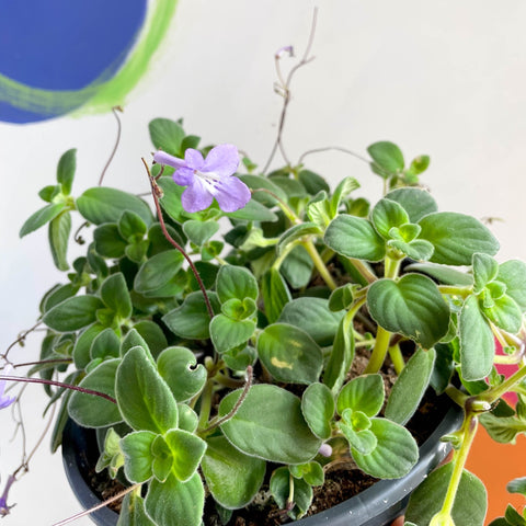 False African Violet - Streptocarpus saxorum - Sprouts of Bristol