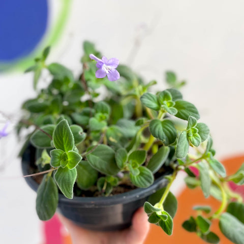 False African Violet - Streptocarpus saxorum - Sprouts of Bristol