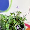 False African Violet - Streptocarpus saxorum - Sprouts of Bristol