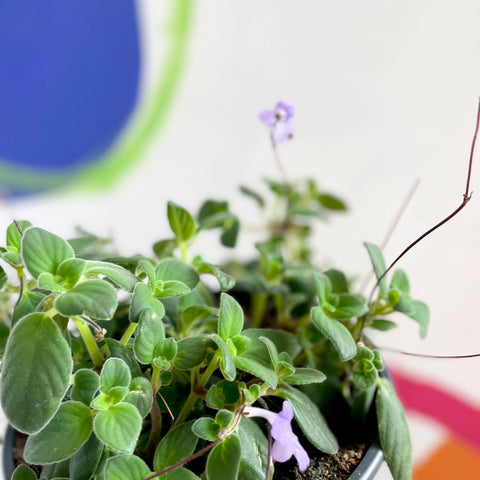 False African Violet - Streptocarpus saxorum - Sprouts of Bristol