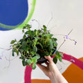 False African Violet - Streptocarpus saxorum - Sprouts of Bristol