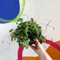 False African Violet - Streptocarpus saxorum - Sprouts of Bristol