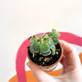 False African Violet - Streptocarpus saxorum - Welsh Grown - Sprouts of Bristol