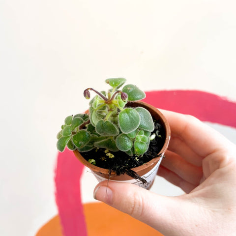 False African Violet - Streptocarpus saxorum - Welsh Grown - Sprouts of Bristol