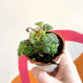 False African Violet - Streptocarpus saxorum - Welsh Grown - Sprouts of Bristol