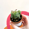 False African Violet - Streptocarpus saxorum - Welsh Grown - Sprouts of Bristol