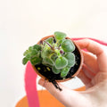 False African Violet - Streptocarpus saxorum - Welsh Grown - Sprouts of Bristol