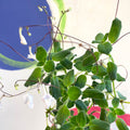 False African Violet - Streptocarpus saxorum 'White Butterfly' - Welsh Grown - Sprouts of Bristol