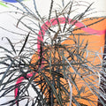 False Aralia - Dizygotheca elegantissima - Sprouts of Bristol
