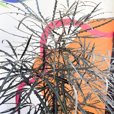 False Aralia - Dizygotheca elegantissima - Sprouts of Bristol