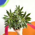 False Aralia - Dizygotheca elegantissima 'Bianca' - Sprouts of Bristol