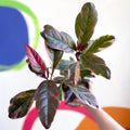 False Eranthemum - Pseuderanthemum carruthersii 'Tropicana Red' - British Grown - Sprouts of Bristol
