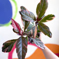 False Eranthemum - Pseuderanthemum carruthersii 'Tropicana Red' - British Grown - Sprouts of Bristol