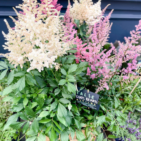 False Goat's Beard - Astilbe - Sprouts of Bristol