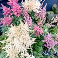 False Goat's Beard - Astilbe - Sprouts of Bristol