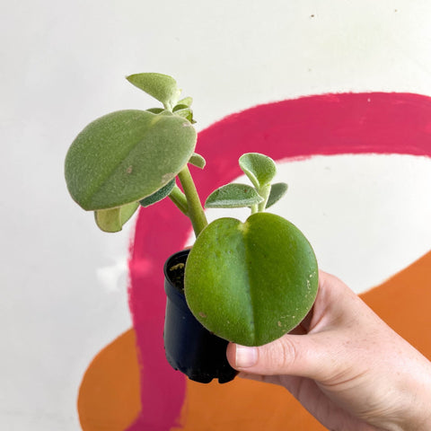 Felted Pepperface - Peperomia incana - Welsh Grown - Sprouts of Bristol