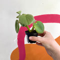 Felted Pepperface - Peperomia incana - Welsh Grown - Sprouts of Bristol