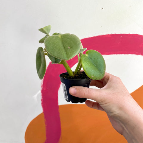 Felted Pepperface - Peperomia incana - Welsh Grown - Sprouts of Bristol