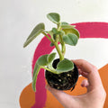 Felted Pepperface - Peperomia incana - Welsh Grown - Sprouts of Bristol