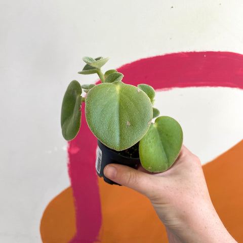 Felted Pepperface - Peperomia incana - Welsh Grown - Sprouts of Bristol