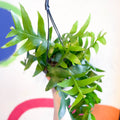 Fernleaf Cactus - Epiphyllum chrysocardium - Sprouts of Bristol